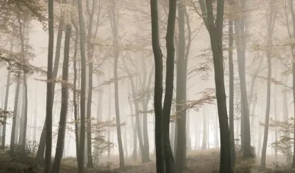 ALBERI FORESTA 74 | Carta da parati sagome di alberi - Col. 01
